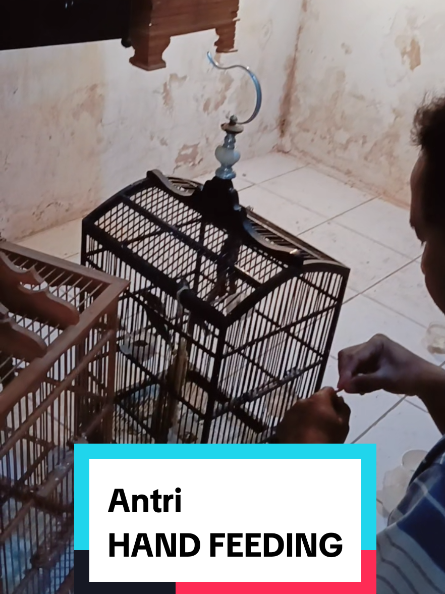 Antri Hand Feeding 🔥 •• Peternak Blackthroat Sragen •• #blackthroat #paud #somerini #botswana #handfeeding #kicaumania #fyp #sragen #peternakblackthroatsragen #peternakblackthroat 