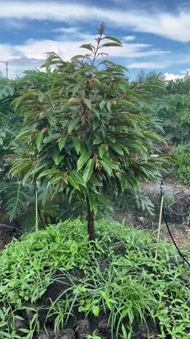 Mưa quá hỗ trợ trí vitamin 😄😄😄