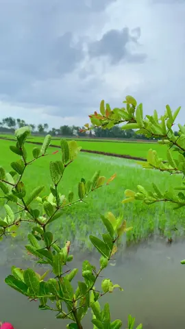 Nghèo nó hay xui lắm …🙃#ngheo #mientay #62longan 