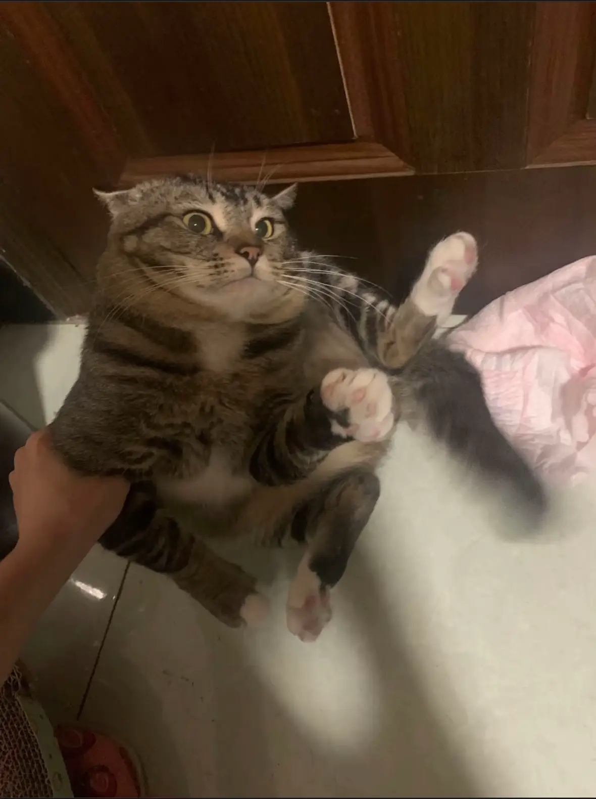 #catlover #cat #cats #catlovers #catolicos #catslovers #cattok 