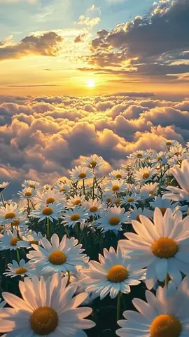 【希望の朝】雲と光が踊るデイジー畑の奇跡🌼✨  [Field of Hope] Daisies Dancing Beneath a Radiant Sky 一面に広がるデイジー畑。 その上を流れる朝焼けの雲と、差し込む光。 まるで「今日もきっと大丈夫」と空が語りかけてくるような、優しい癒しの風景。 深呼吸したくなる静けさを、あなたの一日に届けます🌼🌤 A sea of daisies stretches beneath the morning sky, as golden light and drifting clouds embrace the earth. It feels like nature is whispering, “Today will be okay.” Take a deep breath, and let peace settle in. 🌼✨ #デイジー畑 #朝の癒し #雲と光 #自然の奇跡 #癒し風景 #DaisyField #PeacefulMorning #NatureMagic #FlowerLandscape #SkyHealing #癒し動画 #空と大地 #春の訪れ #心を整える #CalmAndBright #nature #techyoshi #techyoshi_relax