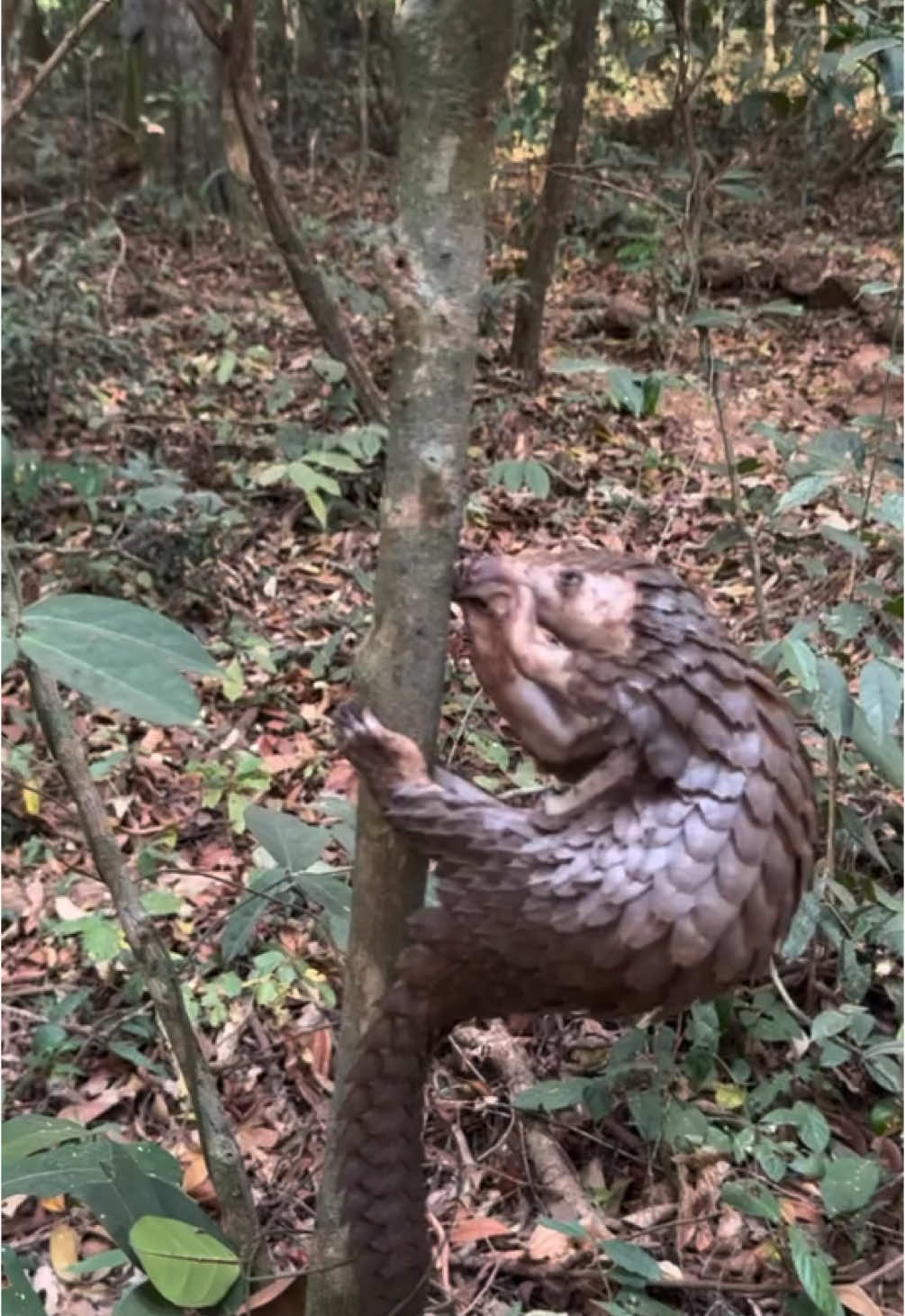 guess this animal #foryou #animal #trending 