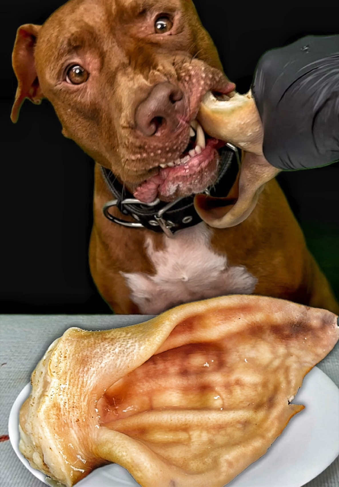 Pit Bull’s Reaction During Mealtime 🍖お肉はこちらで購入してます👇 　　　　　　https://www.wan-mart.com/ #ASMR #dogasmr #mukbang #ピットブル #pitbull  @BounceThePitbullﾊﾞｳﾝｽﾁｬﾝﾈﾙ🇯🇵 