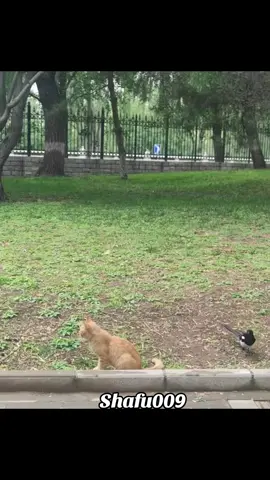 #粉丝一千万#pet#pets#cute#funny#viral#cat#funnycat#funnyvideos#foryou#IoI#fyp#fypツ 