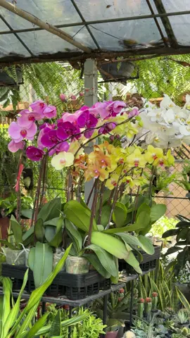 restocked! phalaenopsis orchid 😍