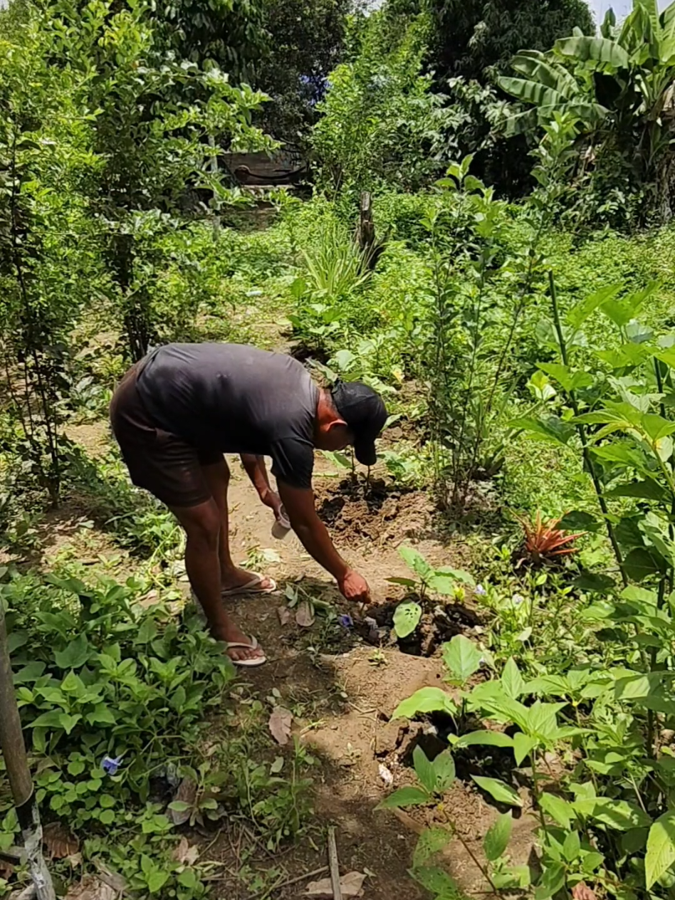 ABONONG PANG PALAGO, PANGPABULAKLAK AT PANG PAGANDA NG BUNGA, ITO ANG COMPLETE FERTILIZER #completefertilizer #completefertilizer14 #abonopangpalago #triple14fertilizercomplete #triple14fertilizer 