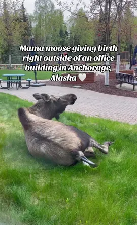 I love living here so damn much 🩵 #Alaska #AnchorageAlaska #mamamoose #moose #babymoose #moosecalf #Summer #viral #fyp #foryou #goviral #beauty #nature #miracleoflife 