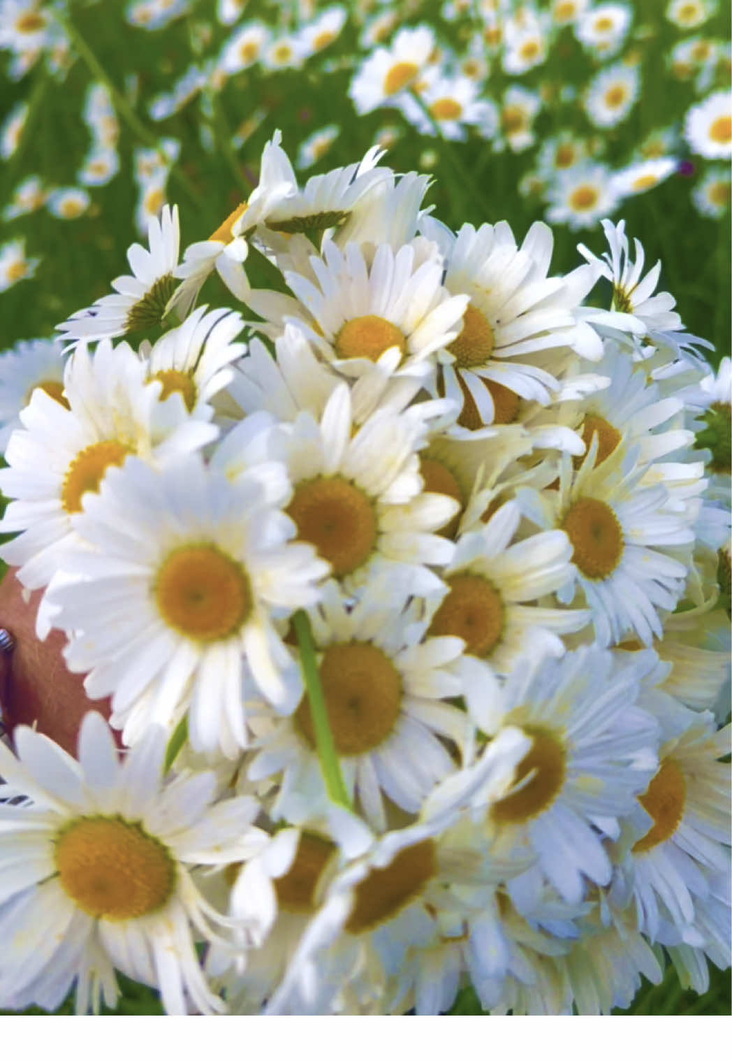 #ромашки #flowers #nature #naturelover #syunik #armenia #kapan #wild #rec #rekkk #recommendations #рекомендации #recuerdos #capcut #реки 