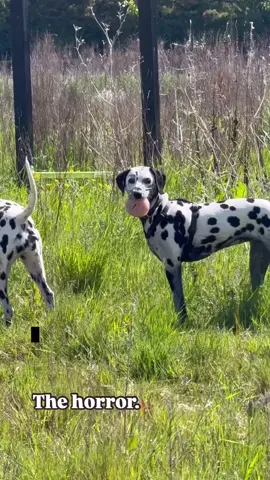 Teaching your dog leave-it can come in handy someday. #DogTraining #dogtrainingtips