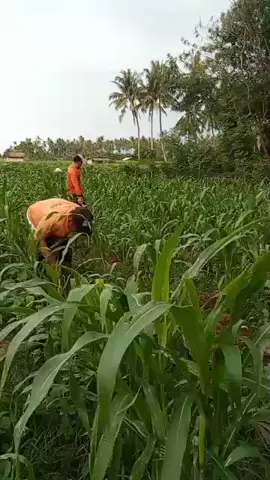 semangat terus