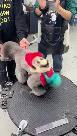 A world full of colour!😍😍😍 #dog #dogsoftiktok #funnyvideos #fyp #cute 