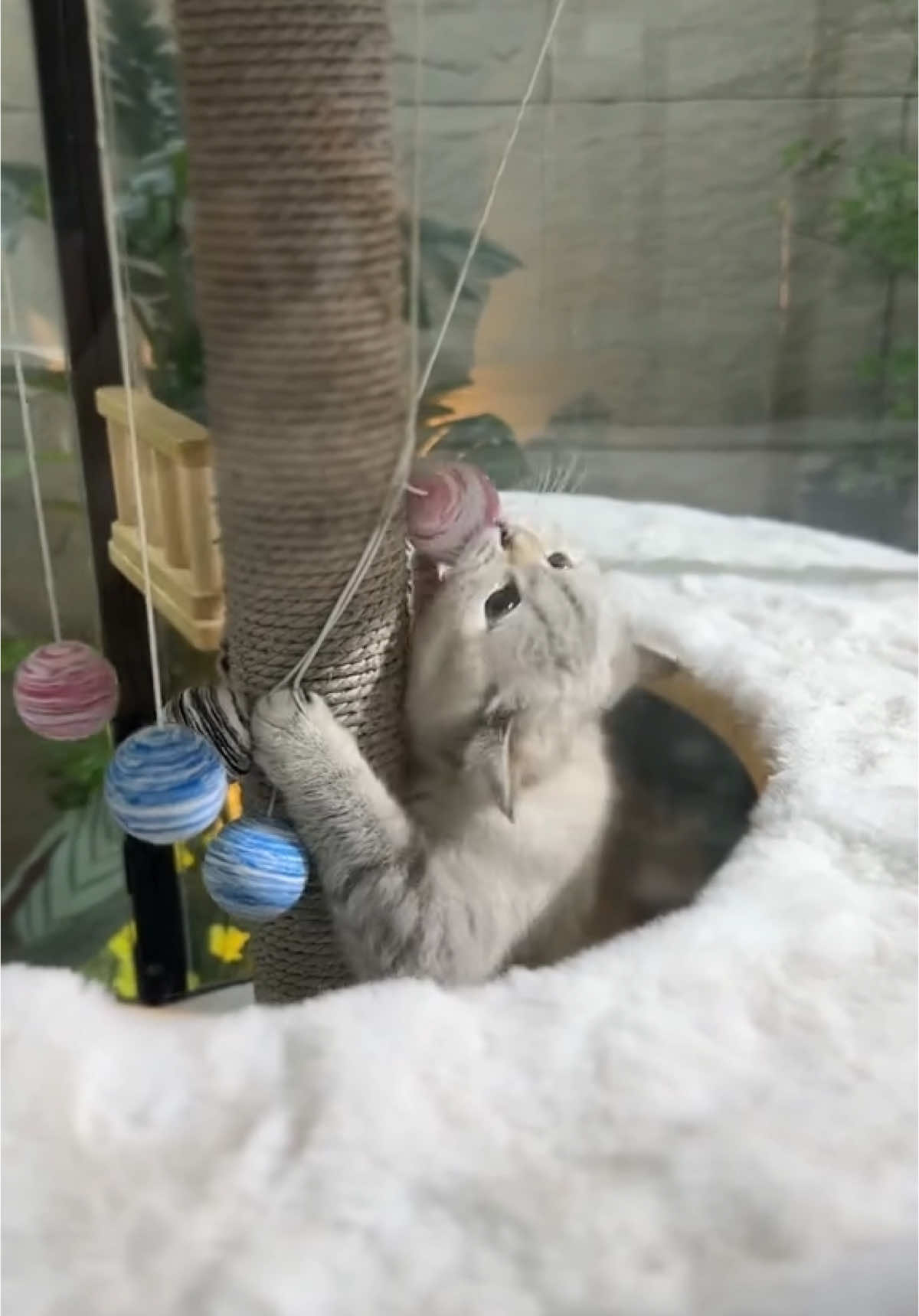 ✨ Experience luxury living for your cats with the MiaoZan Glass Villa – where style meets comfort! 🐾🏡 ✔️ Sleek tempered glass design ✔️ Add on cat flap door  ✔️ Easy to clean & assemble ✔️ Perfect for modern pet lovers 🌍 We ship worldwide – bring the premium pet lifestyle to your home, wherever you are! #ModernCatVilla #RumahKucingMewah #catsoftiktok #CatVilla #PetLuxury #FYP 