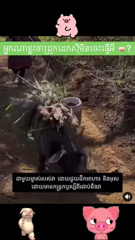 🐖 ក៏ចេះជួយកិច្ចការធ្ងន់ៗដែរបាទ🤣🤣