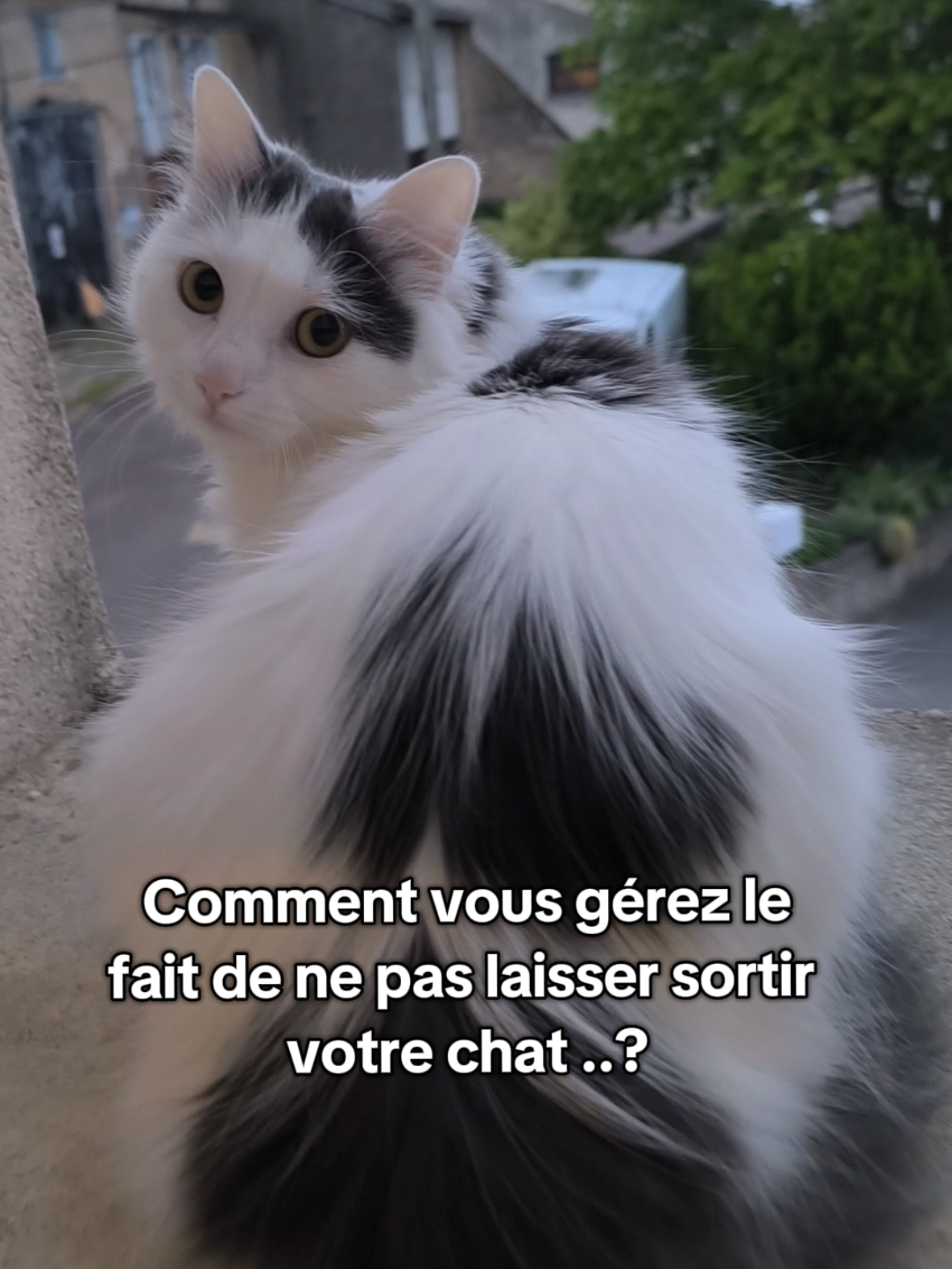 Tous les jours elle regarde ses semblables en liberté dans la rue depuis sa fenêtre, mais nous n'arrivons pas à la laisser sortir les rejoindre... #catlover #chat #cutecat #catoftiktok 