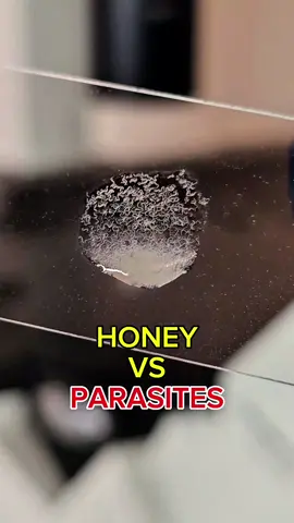 #ConSantanderConecto #interesting #microscope #parasites #honey 