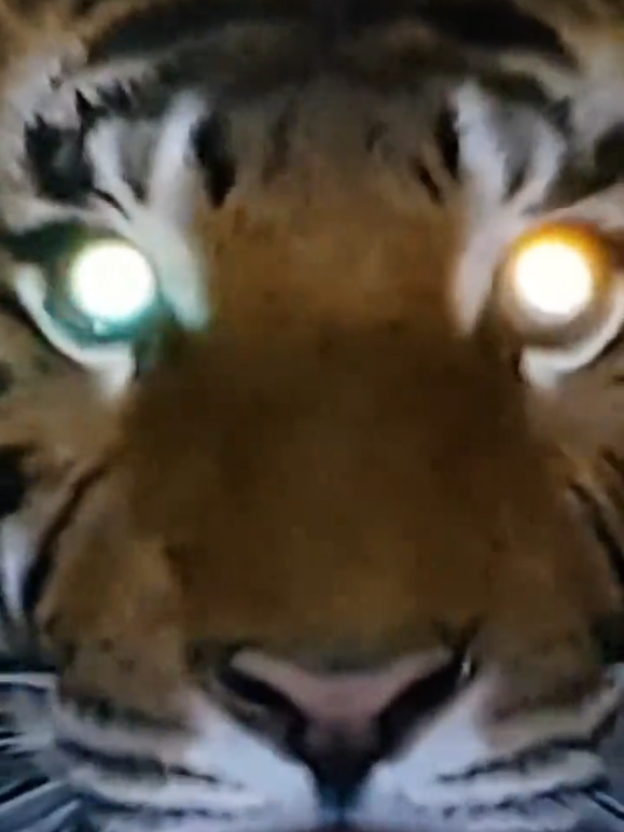 Siberian tiger anger #vido____viral____✌️✌️✌️✌️ #tiger #fyp 