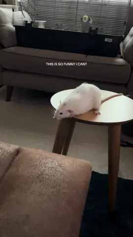 mango is safe and sound sleeping in the litter tray now don’t worry #petrats #rat #ratowner #fyp #fail #foryoupage 