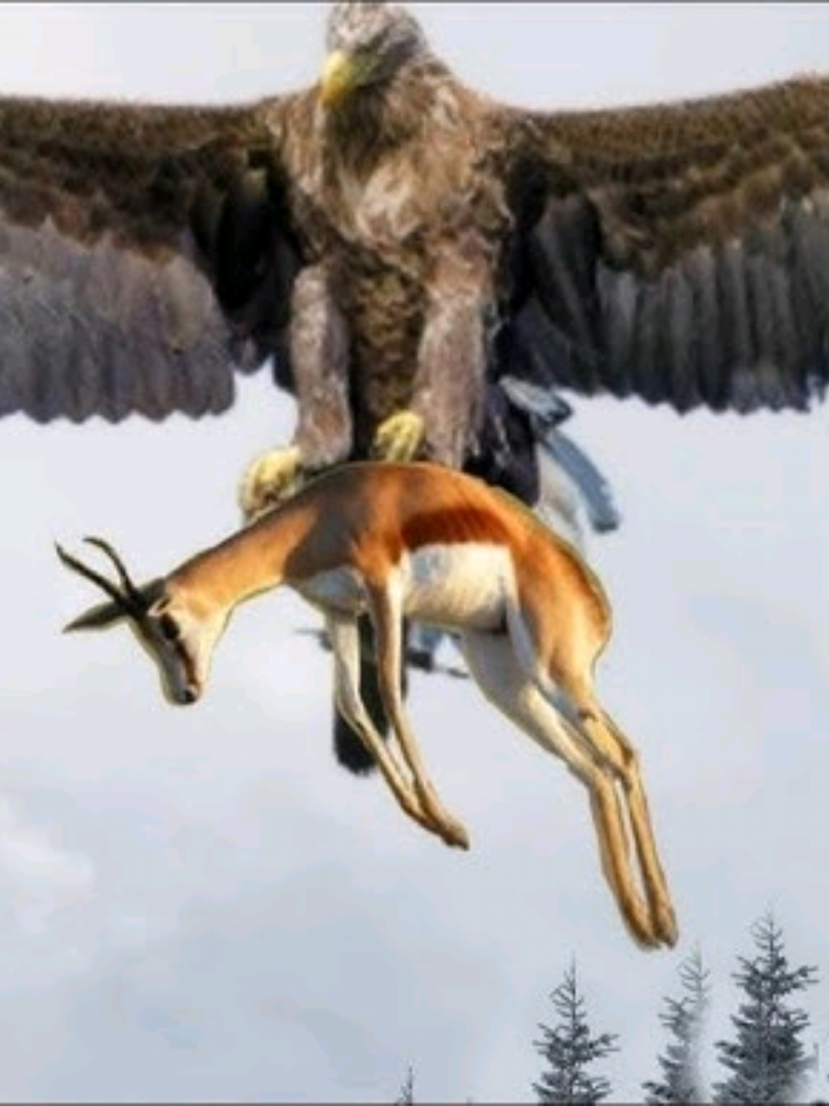 A golden eagle carries a deer in its mouth in the air Travel# Golden Eagle #Protection #Wild Life_Zero_Distance  #fyppppppppppppppppppppppp #video #TIKTOK #4k #amazing #very_cool #🦅eagle🦅 
