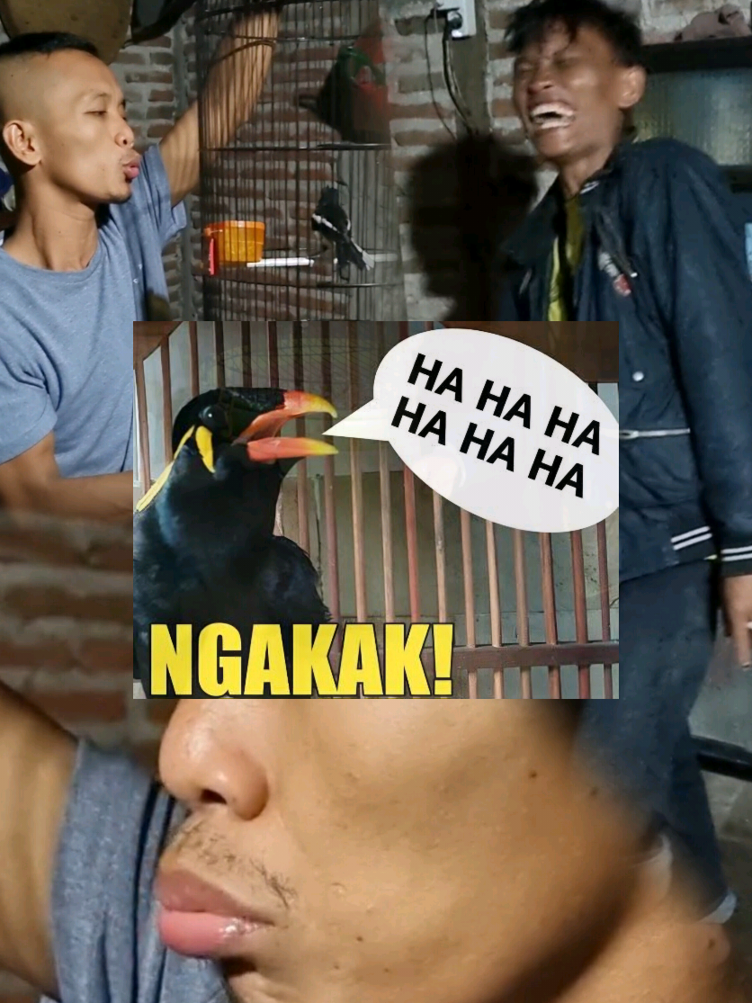 teman ajaib 🤣😂 #kicaumaniaindonesia#gantangan#burung#muraibatuindonesia#cendetmaniaindonesia#unik#ngakakkocak#viralvideo#fyppppppppppppppppppppppp#fypage#ngawi24jam#bakat#unik 