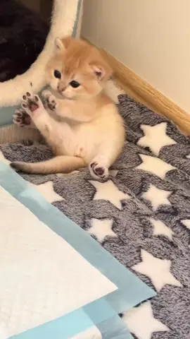 #tiktokvideo #tiktokviral #viraltiktok #viralvideo #viral #tiktok #TiktokTH #เลี้ยงแมว #catsoftiktok #cats #animals #TikTokCommunityTH #แมว #แมวน่ารัก #แมวเหมียว #แมวอ้วน #แมวตลก #ที่สุดแห่งปี #หมา #หมาน่ารัก #หมาตลก #น้องหมา #น้องแมว #สุนัข #สุนัขน่ารัก #dog #dogsoftiktok #dogs #doglover #dogsofttiktok #ปีใหม่2025 #บันเทิงtiktok#fyp #tiktokvideo #tiktokviral #viraltiktok #viralvideo #viral #tiktok #TiktokTH #เลี้ยงแมว #catsoftiktok #cat #animals #TikTokCommunityTH #แมว #แมวน่ารัก #แมวเหมียว #แมวอ้วน #แมวตลก #ที่สุดแห่งปี #หมา #หมาน่ารัก #หมาตลก #น้องหมา #น้องแมว #สุนัข #สุนัขน่ารัก #dog #dogsoftiktok #dogs #doglover #dogsofttiktok #ปีใหม่2025 #บันเทิงtiktok#fyp#catlover #catlovers#พั้นรักแมว #รักแมว #catslovers #Songkran2025 #AmazingThailand #Mahasongkran#cats_of_instagram #catslover #catsofinstagram #cat #cute #pets #кошка #meow #кот #котенок #животные #animal #cats #animals #instacat #instacats #catsagram #catstagram #kitten#lovelycatonline #catloversclub #kitty #kittens #instagramcats #catoftheday #lovecats #lovekittens #catlover #catsofig #catlife