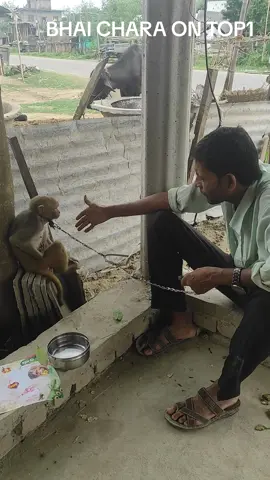 Bhai chara on top 1 with monkey
