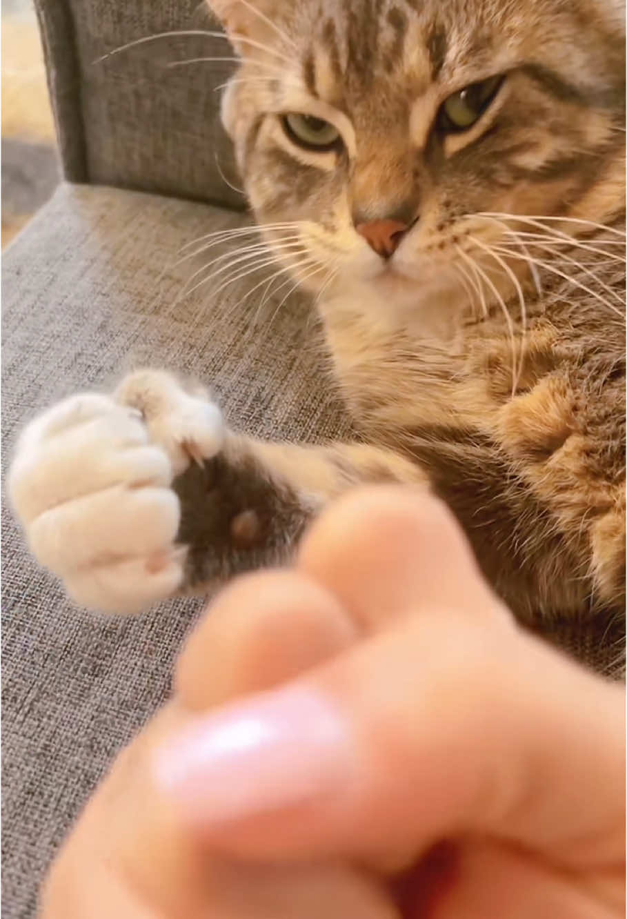 polydactyl cat#funnyvideo #fypツ #cute #cat #cats #catsoftiktok #catlover #funnycat #foryou 