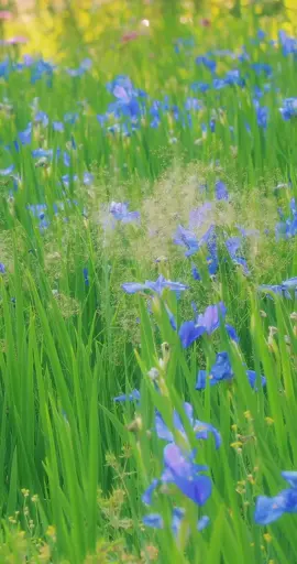 Nhẹ nhàng xíu😍😍#garden #flowers #foryou #chill #canhdepthiennhien 