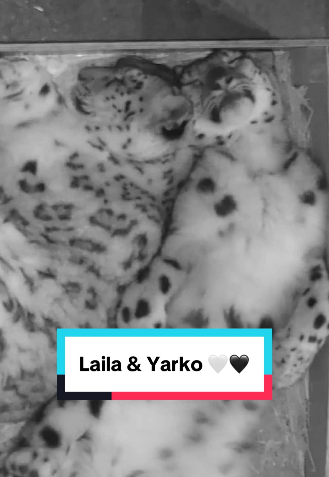 Snow leopards Laila and Yarko are preparing to welcome their fourth litter! 💛🐾 Their contribution to the endangered species breeding programme has been nothing short of remarkable, and we couldn’t be prouder. Your support helps protect this endangered species and big cats around the world 🖤🤍  #TheBigCatSanctuary #SnowLeopard #Cub #Baby #BigCats #Cute #CatTok 