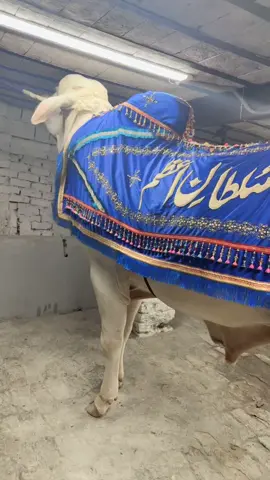 Beauty#mashallah #deradrsohaib #followmyaccount🙏❣️ #tiktoker #viralvideo #foryou 