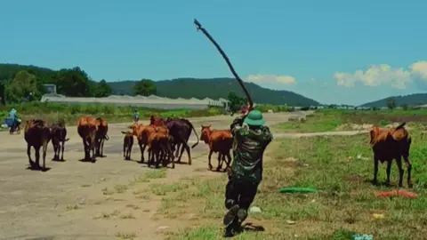 ae tui đi chăn bò🐮🐂 #bodoicuho #bodoivietnam #vuivemoingay❤️ #nghiavuquansu 