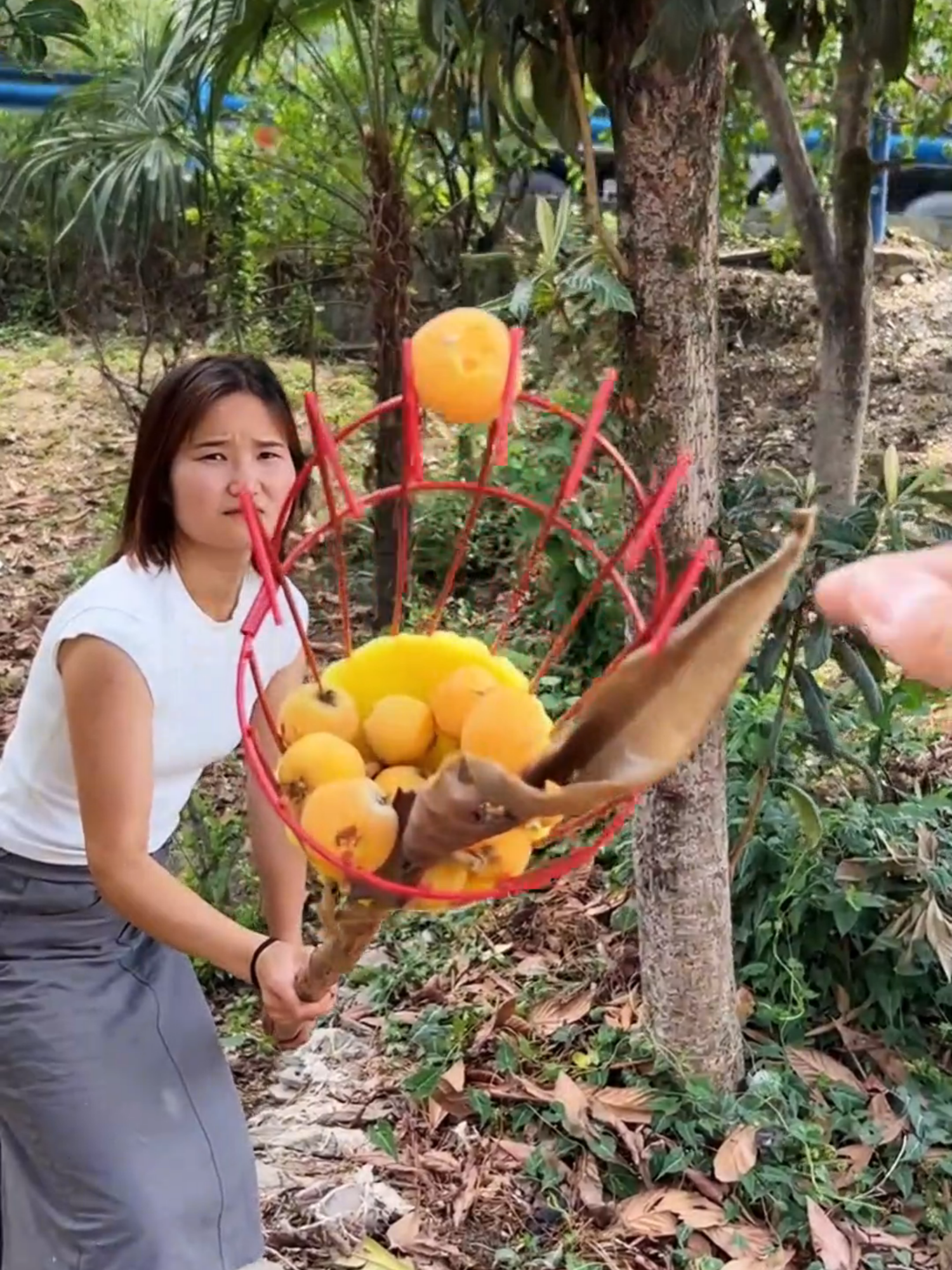 Dụng cụ giỏ hái trái cây trên cao #giohaiquatrencao #dungcuhaitraicay #xuhuong #dodungtienich 0