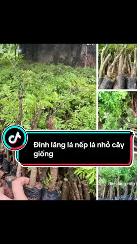 Cây đinh lăng lá nếp , đinh lăng lá nhỏ #xuhuong #xuhuongti #xuhuongtiltok #caydinhlang #dinhlang 