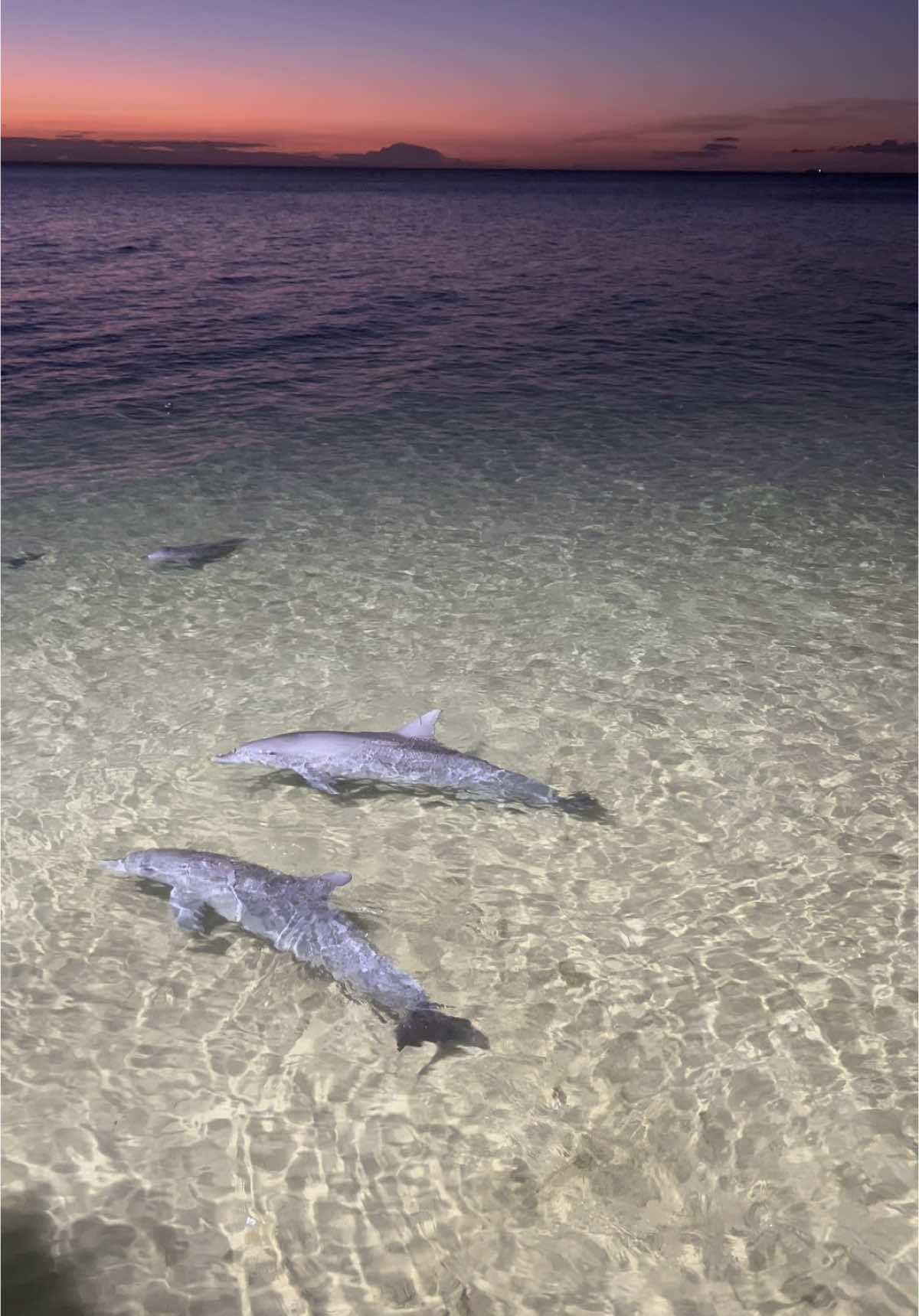 Dolphin feeding on Morton Island 🏝️ 🐬 There were reports of a shark so we were unable to go into the water with the Dolphins but it was still an amazing experience 🥺🐬 #dolphins #dolphinfeeding #dolphinfeedingaustralia #australia #mortonisland #tangalooma 