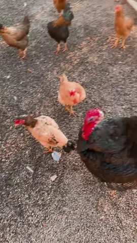 Bom dia 