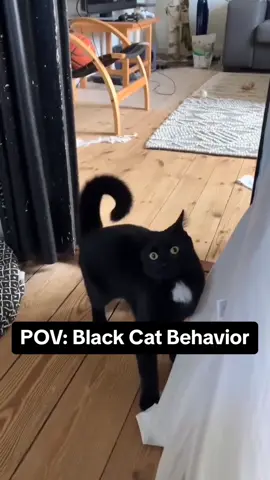 Black back behavior 👁️👄👁️ #blackcat #tuxedocat #petlover 