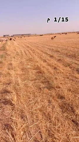 1/15 م💜#تصميم_فيديوهات🎶🎤🎬 #الحصاد❤🌾 #الشعب_الصيني_ماله_حل😂😂 