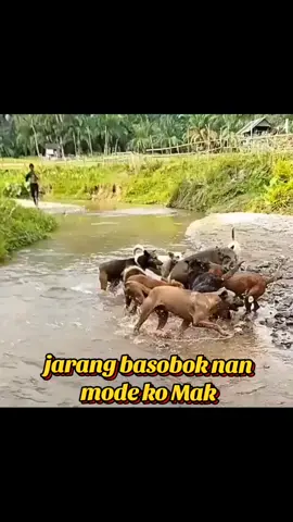 BARASIH 4 ANGKO MAK‼️ #porbi_sumbar #porbimarenten #porbitanahdatar #porbiindonesia #taptapekorbabi  #pemburu  #babi  #viralvideo  #fypage #wildboar #huting🔥 #trending #hobi #olahraga 
