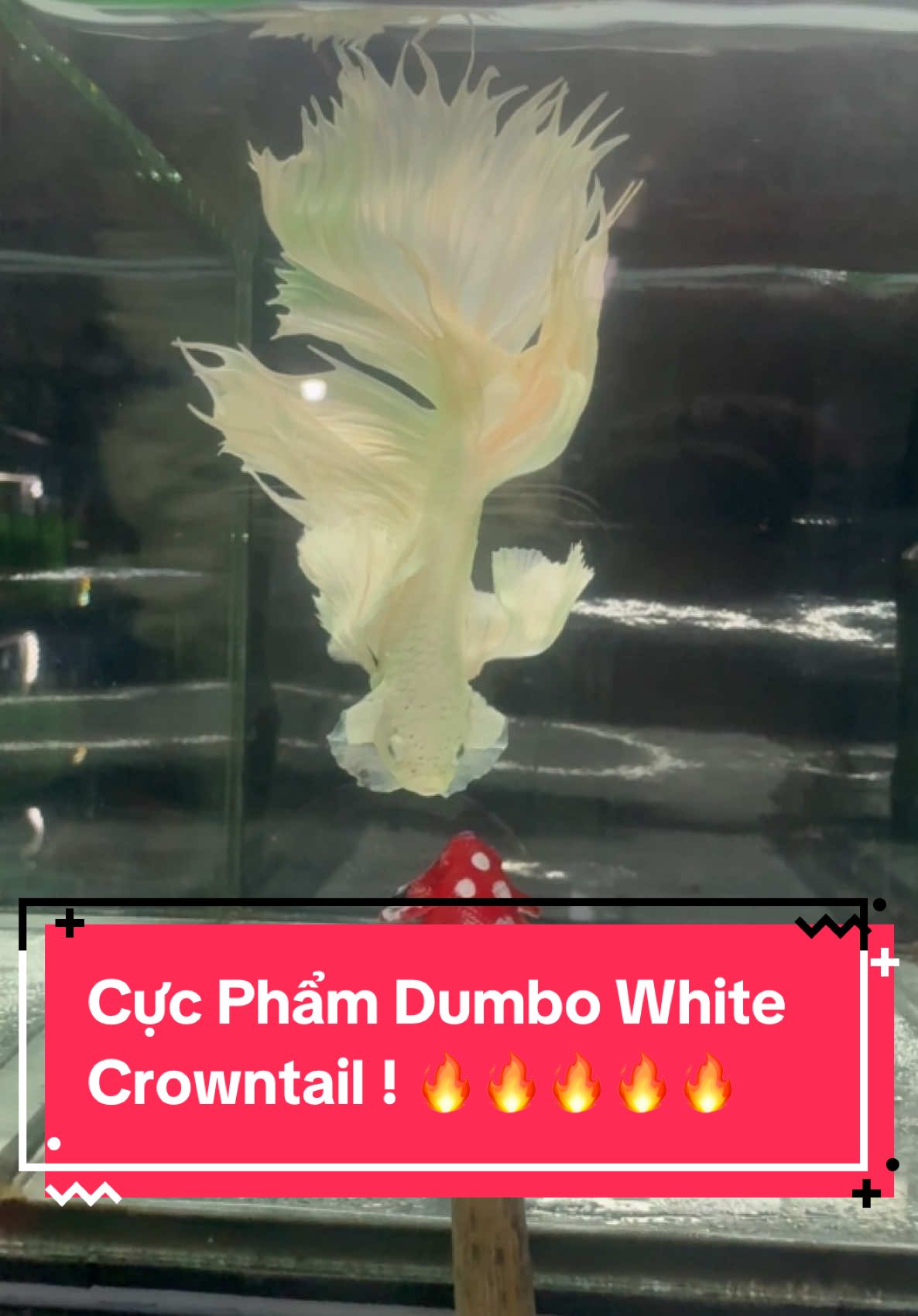 Cực Phẩm Dumbo White Crowntail ! 🤍🤍🤍🤍🤍🔥🔥🔥🔥🔥 #bettafish #betta #bettahalfmoon #aquarium #cacanh #thuysinh #bettavietnam #bettathailand #bettaindonesia #bettaphilippines #bettamalaysia #bettaphilippines #bettasingapore #xuhuong2025 #xuhuongtiktok #viralvideo #trending 