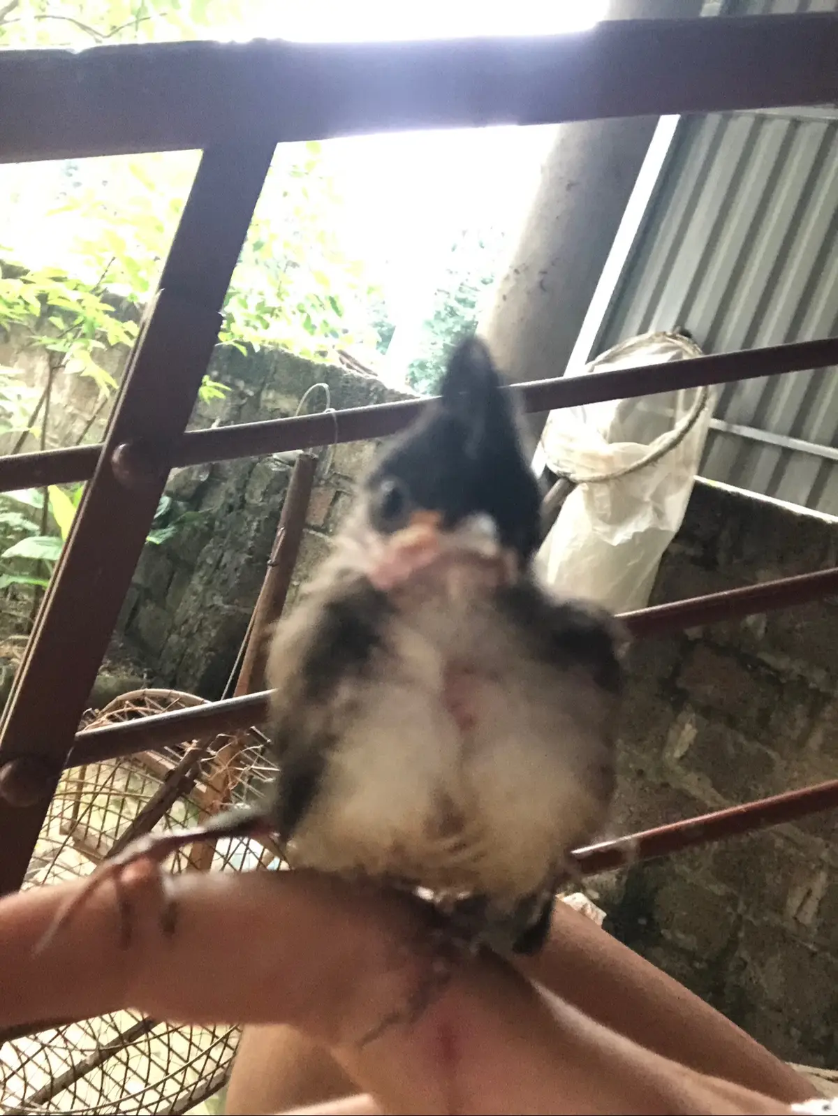 mới nhỏ em nó đã có quả mào thế này rôi 😘🥰#xhtiktok #minhhighchimco🕊️ 