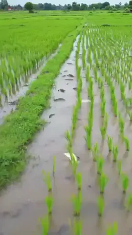 #আরে আসবে যখন কাল বৈশাখী#foryou #foryoupage #tiktokbd 