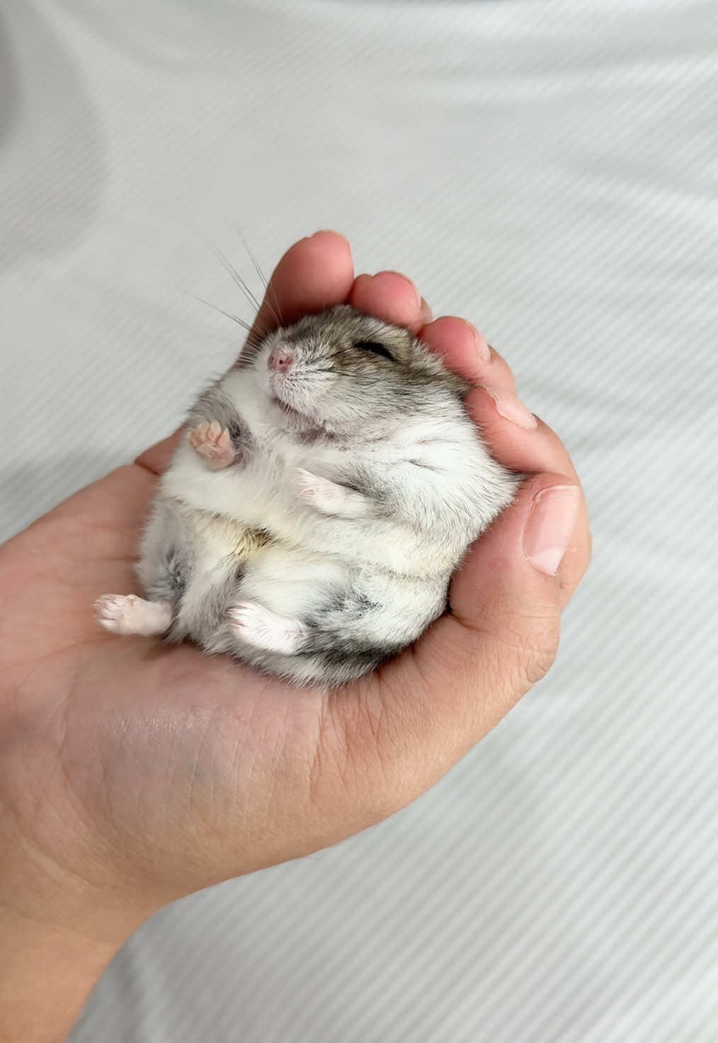 ลูกบอลล  #สมเกี้ยม #somnuhamster 