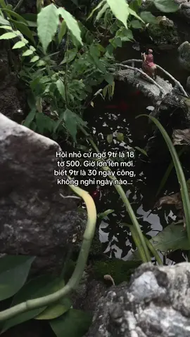 …#tamtrang #story 