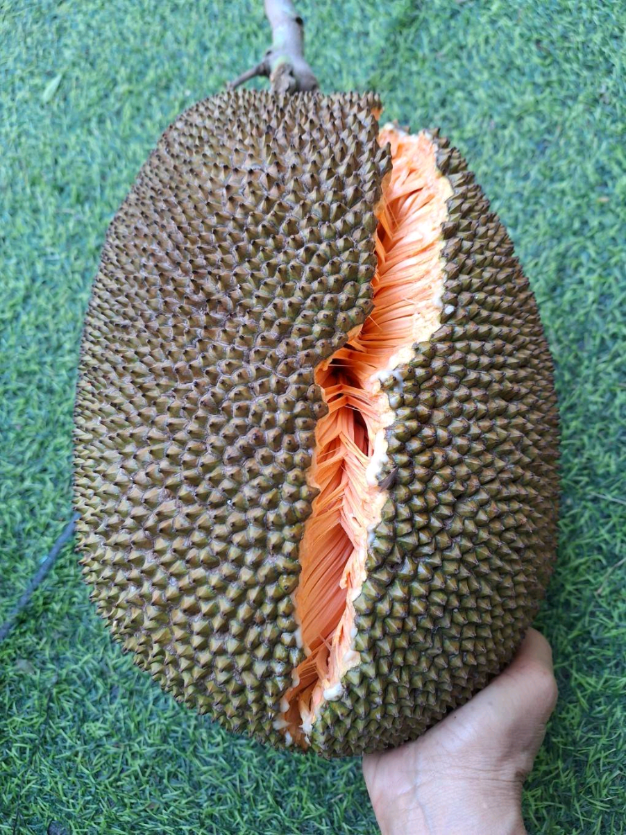 สุกพร้อมเสิร์ฟ ขนุนพันธ์แดงสุริยา🤩 #บ้านสวน #ขนุน #แดงสุริยา #ผลผลิตจากสวน #เกษตรกรมือใหม่ #เกษตรยูทูป🍀 