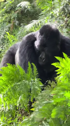 Tag friends you would love to do Gorilla tracking with in Uganda For booking or inquiries  Email: info@kisembosimbauganda.com What’s app: +256773286136 www.kisembosimbauganda.com #askmeaboutuganda #visituganda #creatingmemories #travelphotography #bwindiimpenetrableforest #gorilla #dianafossey. #mountaingorillas #congolesetiktok #brazzaville