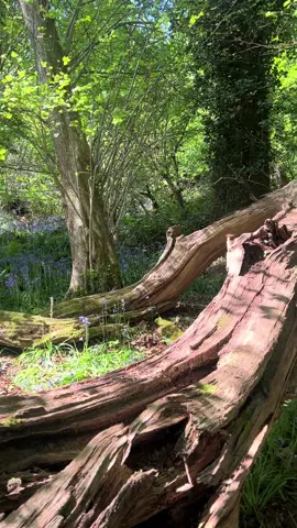 Photoshoot in Leigh woods in Bristol ❤️ #model #spring #bluebells #photoshoot #photography #modelling #beforeandafter 
