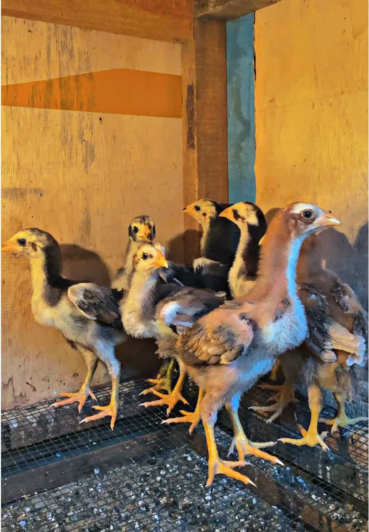 Ready anakan bk klasik pukul saraf 🔥💣.  usia 2 minggu hrga langsung dm 😇 #moots? #fyp #xyzbca #4u #4upage #lewatberanda #maneedaeng #phakoyimport #pama #ayambangkok #CapCut 