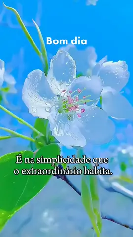 #bomdia #motivacional #viralvideos #abracodevolta #fyp 