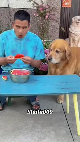 #粉丝一千万#pet#pets#cute#funny#viral#dog#funnydog#funnyvideos#foryou#IoI#fyp#fypツ 