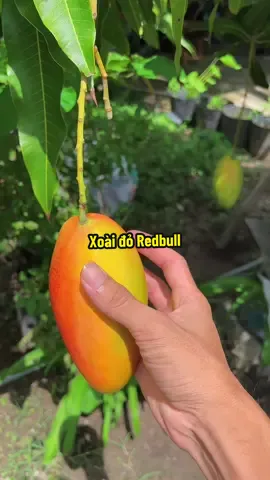 Trả lời @Long Nguyễn  Xoài Đỏ 1 Quả Hơn Nữa Ký Nha Anh #hienonha 