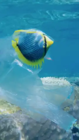 This is why we do it. Plastic pollution is killing marine life every day — but your choices can help turn it around. At IMPT, every travel booking helps fund verified eco projects. Let’s clean oceans, not just visit them. #IMPT #ExploreResponsibly #PlasticPollution #MarineLifeMatters #TravelWithImpact #BookWithPurpose #EcoTravel